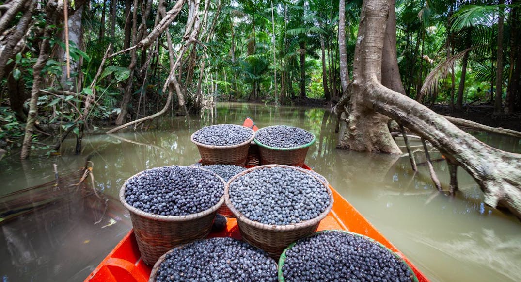 Perennial | Superfoods