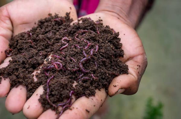 Sustainable Fertilizers