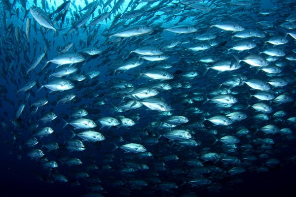 How restoring key wildlife species can be a game-changing climate solution