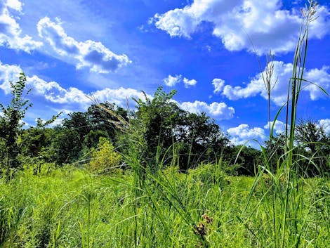 Rewilding a Conventional Cornfield in Rural Illinois into Native Biodiverse Natural System
