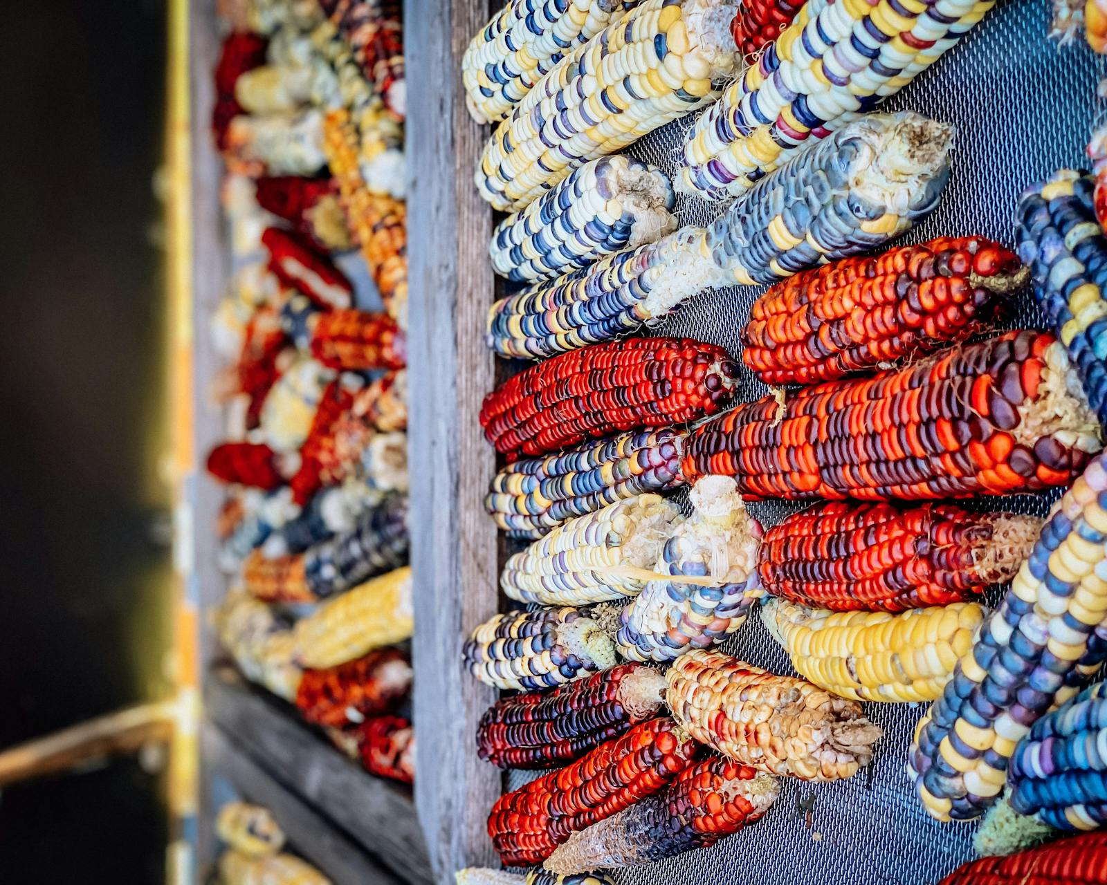 Anishinaabe Agriculture Institute