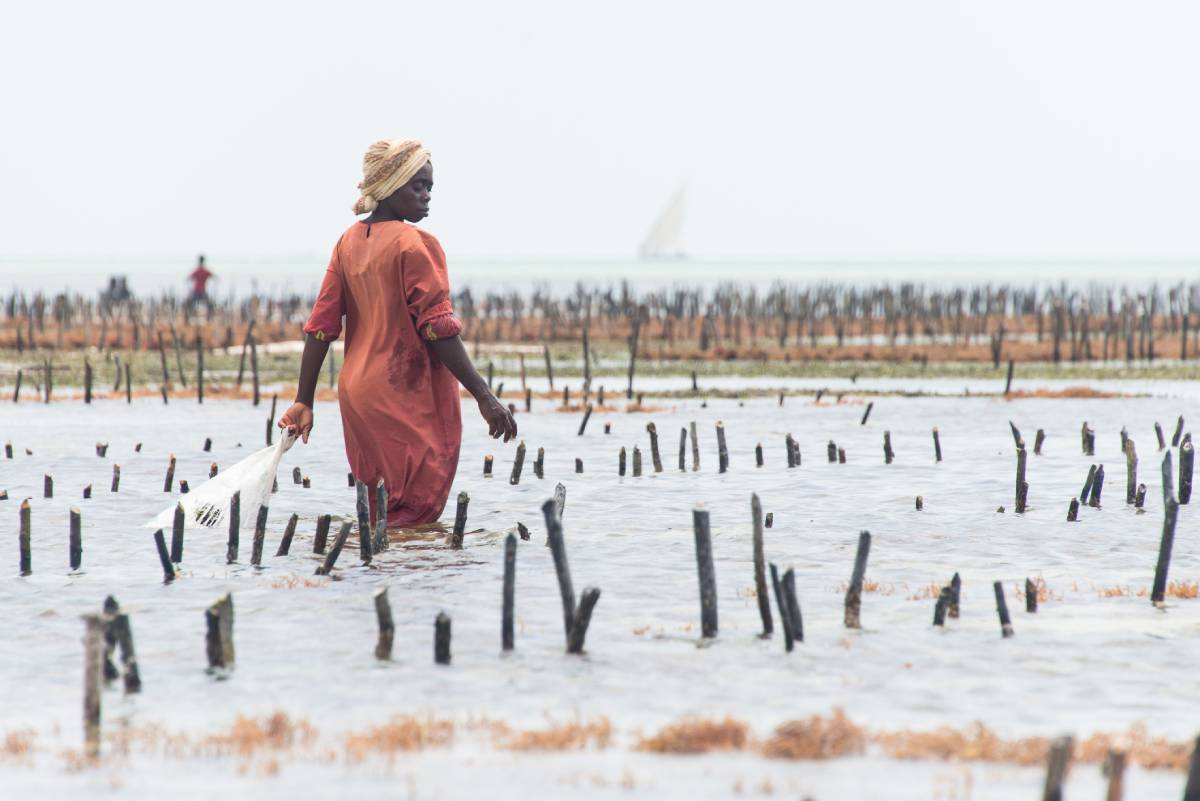 Local woman harvesting cultivated seaweed, Zanzibar. Image credit: ID 109544279 © Ventura69 | Dreamstime.com Local woman harvesting cultivated seaweed, Zanzibar. Image credit: ID 109544279 © Ventura69 | Dreamstime.com