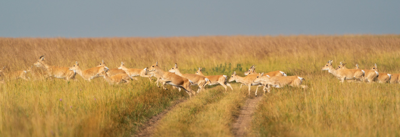 Mongolian gazelle Mongolian gazelle. Image credit: Thomas Mueller