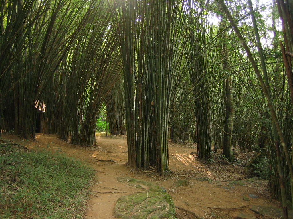Bamboo grove, Nam Nao National Park, Bambuswald, Photo von Martin Püschel, 28.02.2006 Bamboo grove, Nam Nao National Park, Bambuswald, Photo von Martin Püschel, 28.02.2006