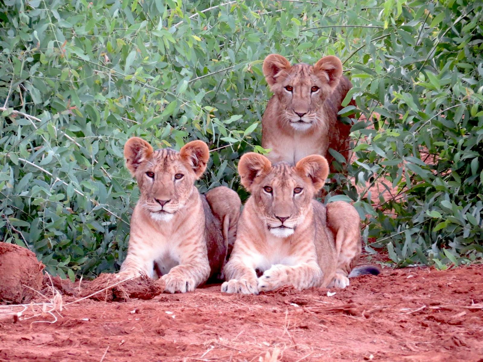 Ewaso Lions