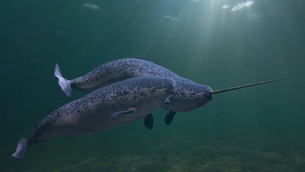 Narwhal: Arctic unicorn of the sea & deep-diving whale