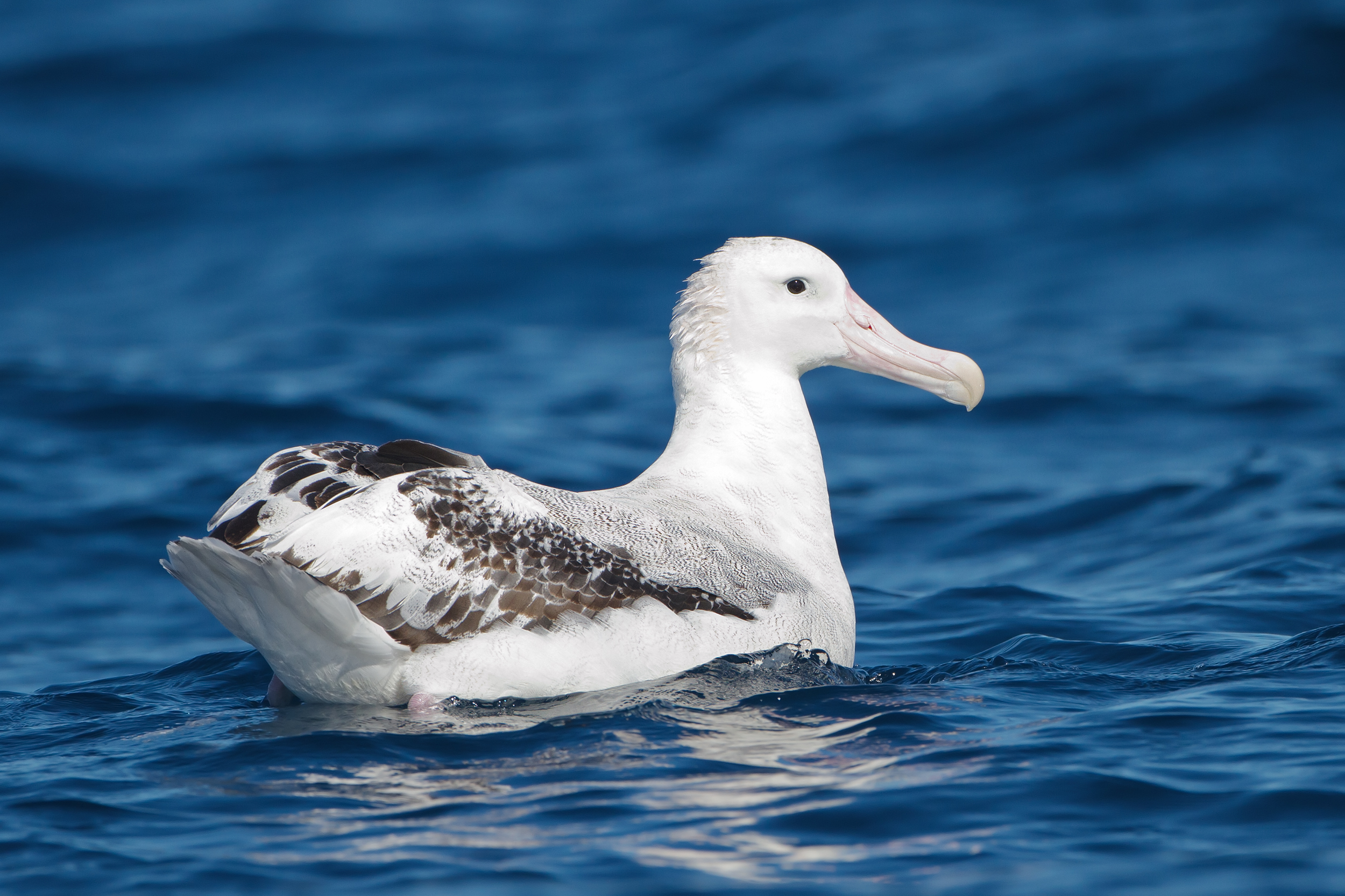 An adult snowy albatross riding the waves of the Southern Ocean. Image Credit: JJ Harrison, WikiCommons. An adult snowy albatross riding the waves of the Southern Ocean. Image Credit: JJ Harrison, WikiCommons.