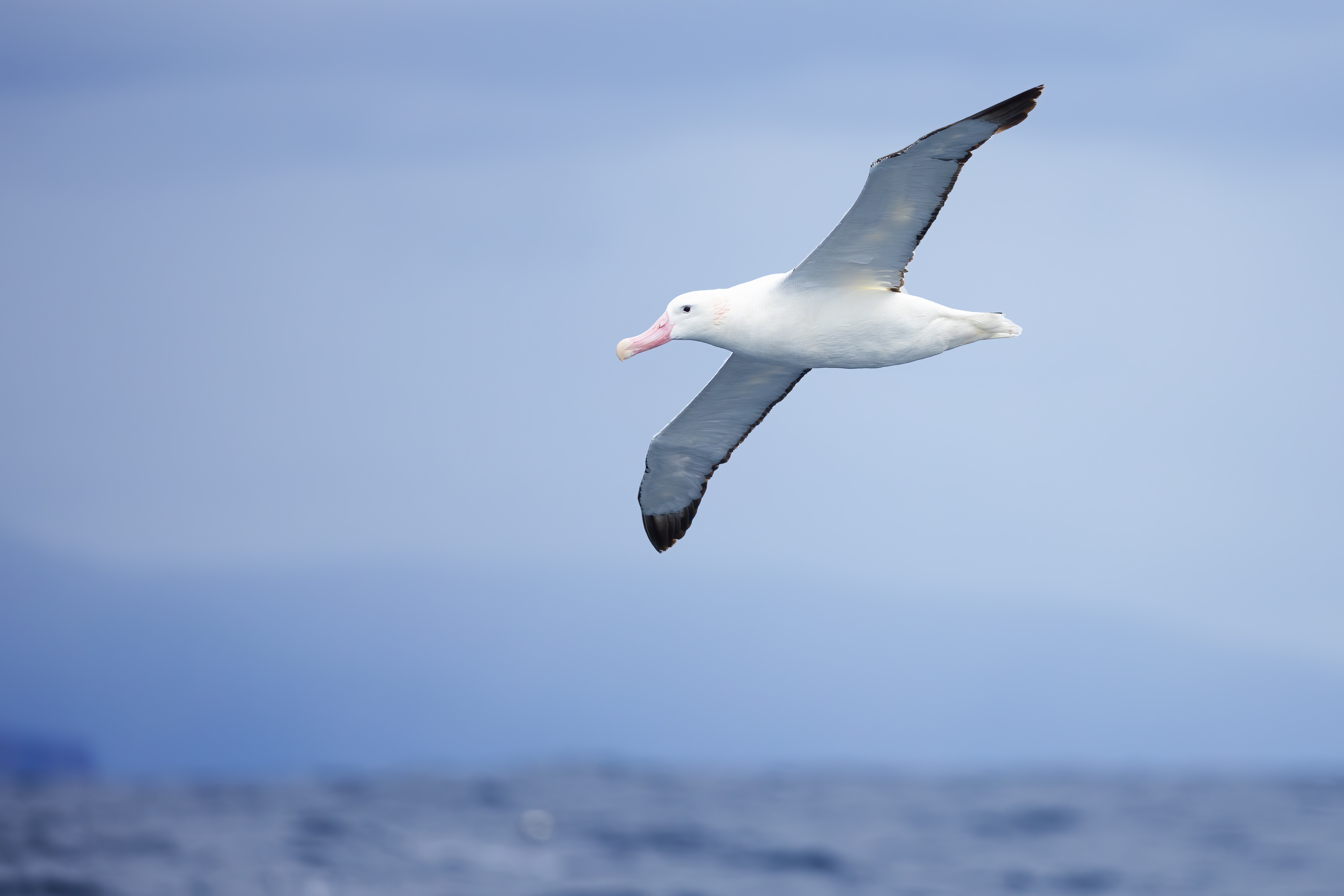 A majestic snowy albatross in flight over the Southern Ocean, showcasing its impressive wingspan and elegant white plumage. Image Credit: JJ Harrison, WikiCommons. A majestic snowy albatross in flight over the Southern Ocean, showcasing its impressive wingspan and elegant white plumage. Image Credit: JJ Harrison, WikiCommons.
