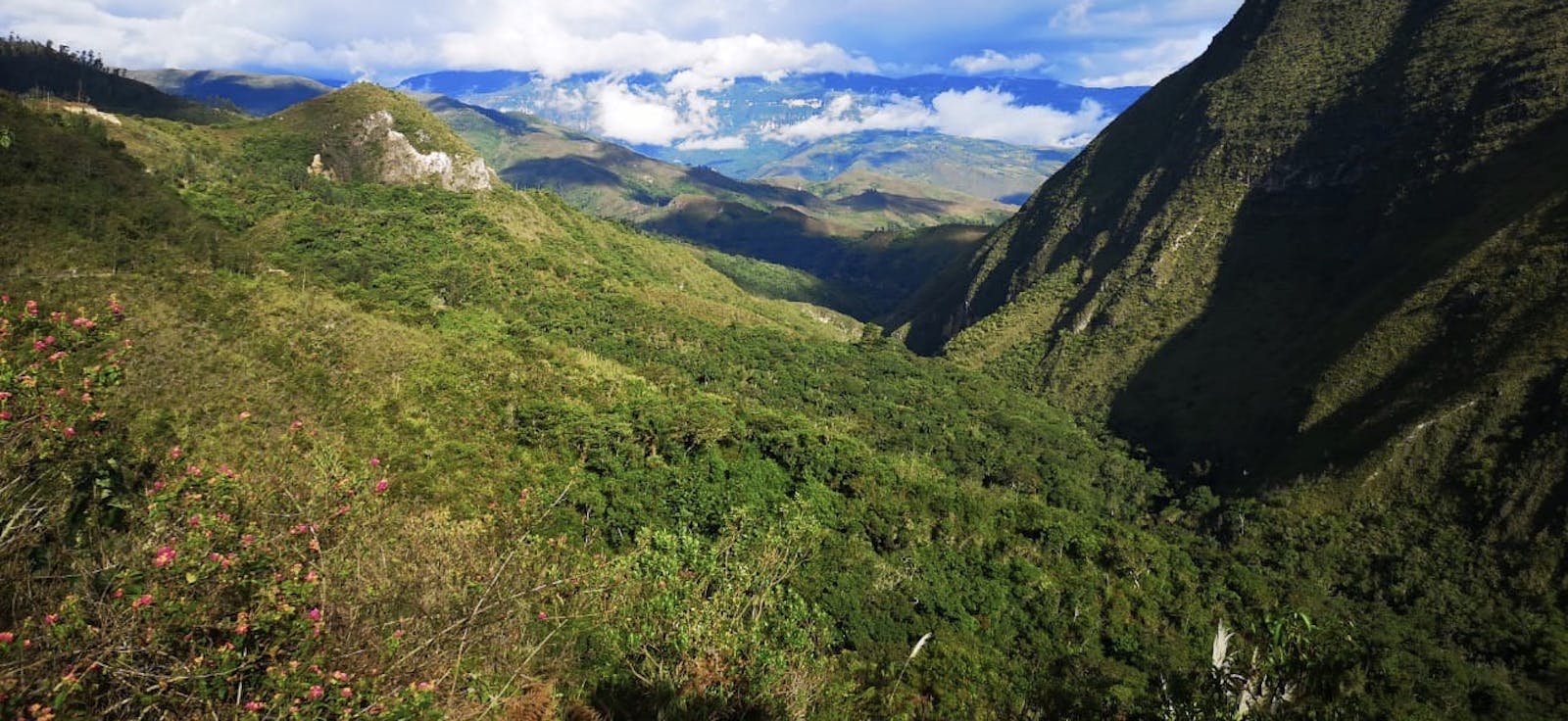 Global Forest Generation