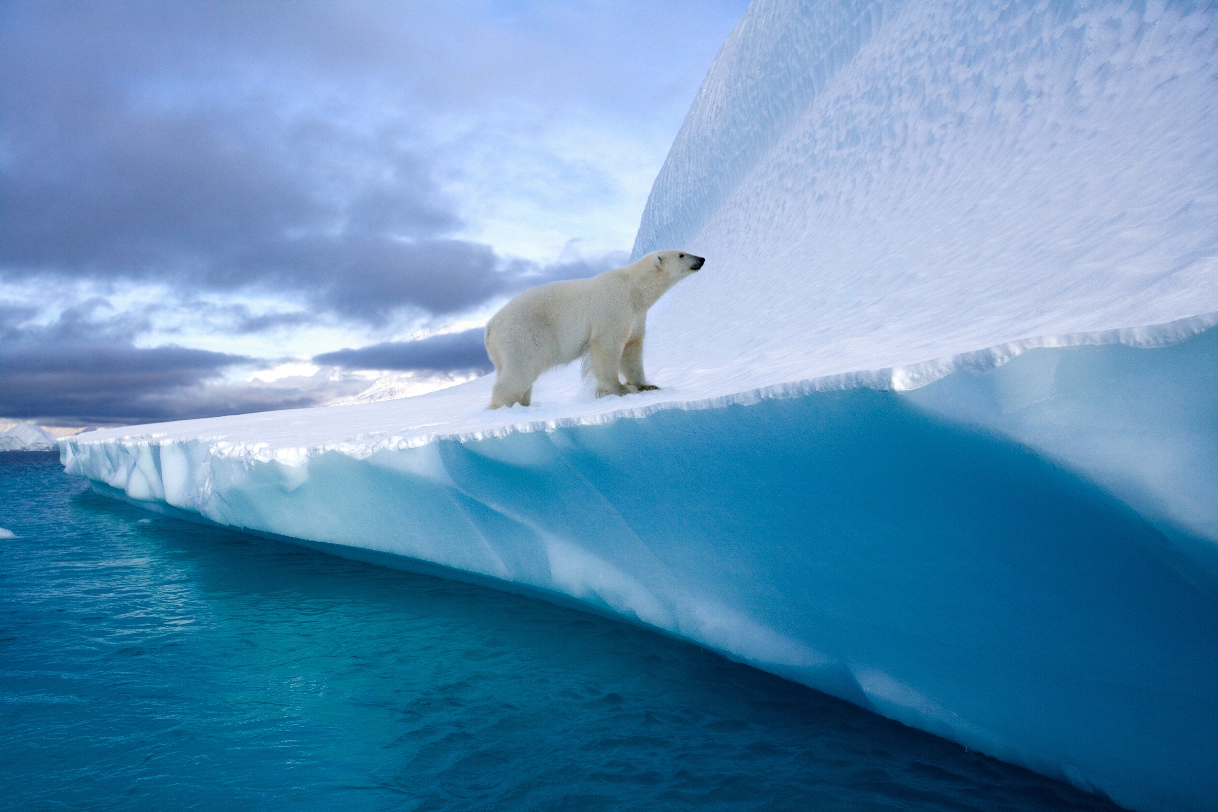 Polar bear on an iceberg in Northwest Fjord in eastern Greenland. Image Credit: SteveAllenPhoto999, Envato Elements. Polar bear on an iceberg in Northwest Fjord in eastern Greenland. Image Credit: SteveAllenPhoto999, Envato Elements.