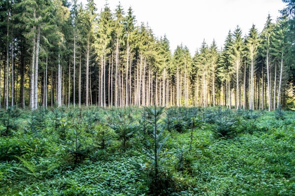 Sustainable Forestry