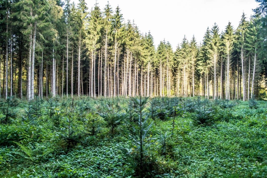 Sustainable Forestry