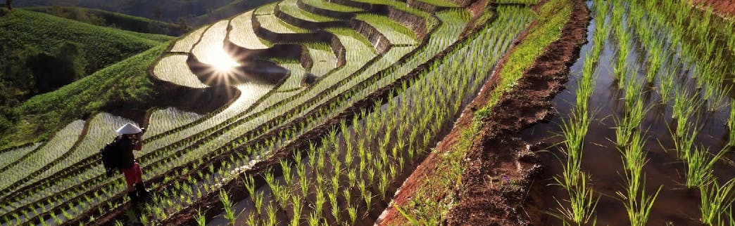 Regenerative Croplands