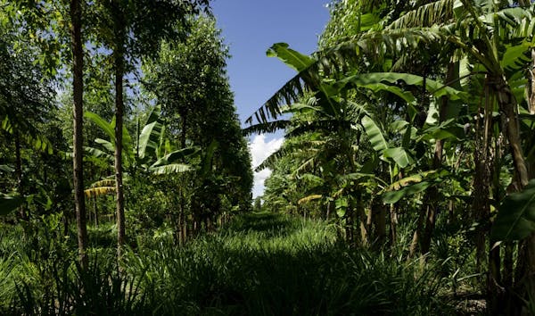 Agroforestry