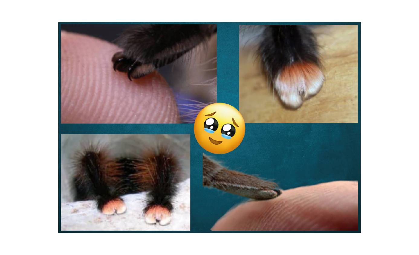 A collage of closeup spider paws, or tarsi. A collage of closeup spider paws, or tarsi.
