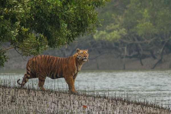 Bengal tigers: Unsung heroes of the Sundarbans mangroves