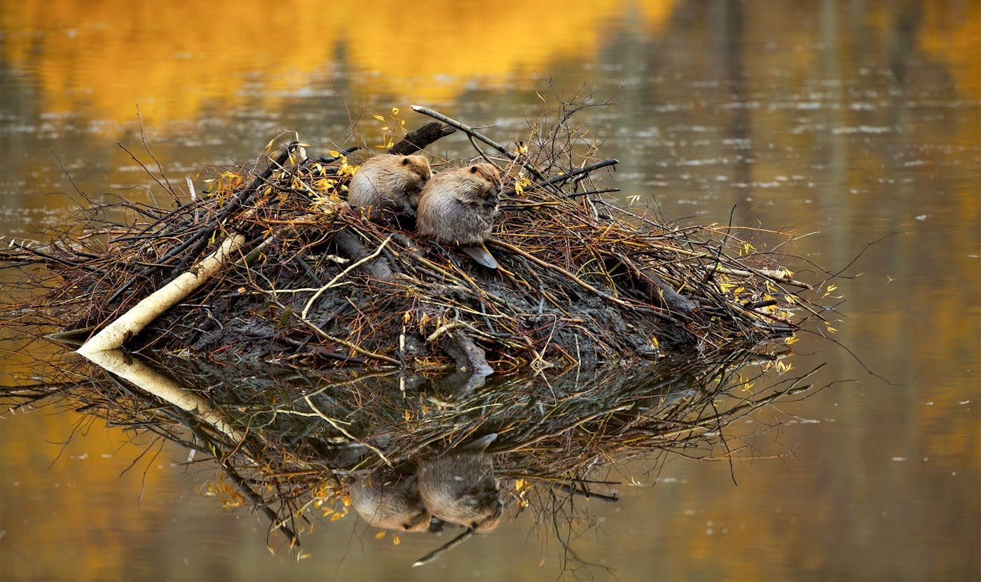 Preserving and Restoring the Forest Biodiversity of the Western Great Lakes Region of the US