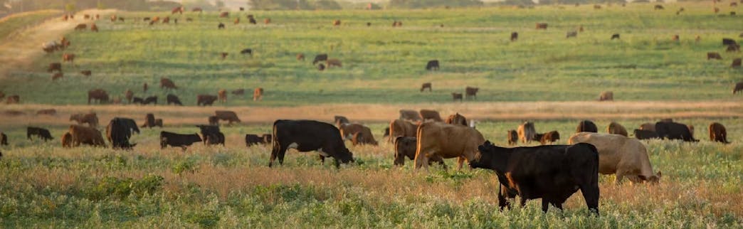 Sustainable Rangelands