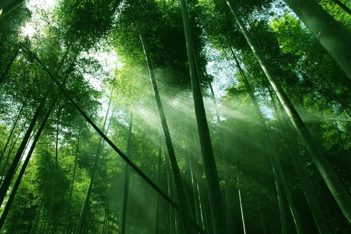 Sunlight breaking through a bamboo grove. Photo ID 26834511 © Dengyinchai | Dreamstime.com Sunlight breaking through a bamboo grove. Photo ID 26834511 © Dengyinchai | Dreamstime.com