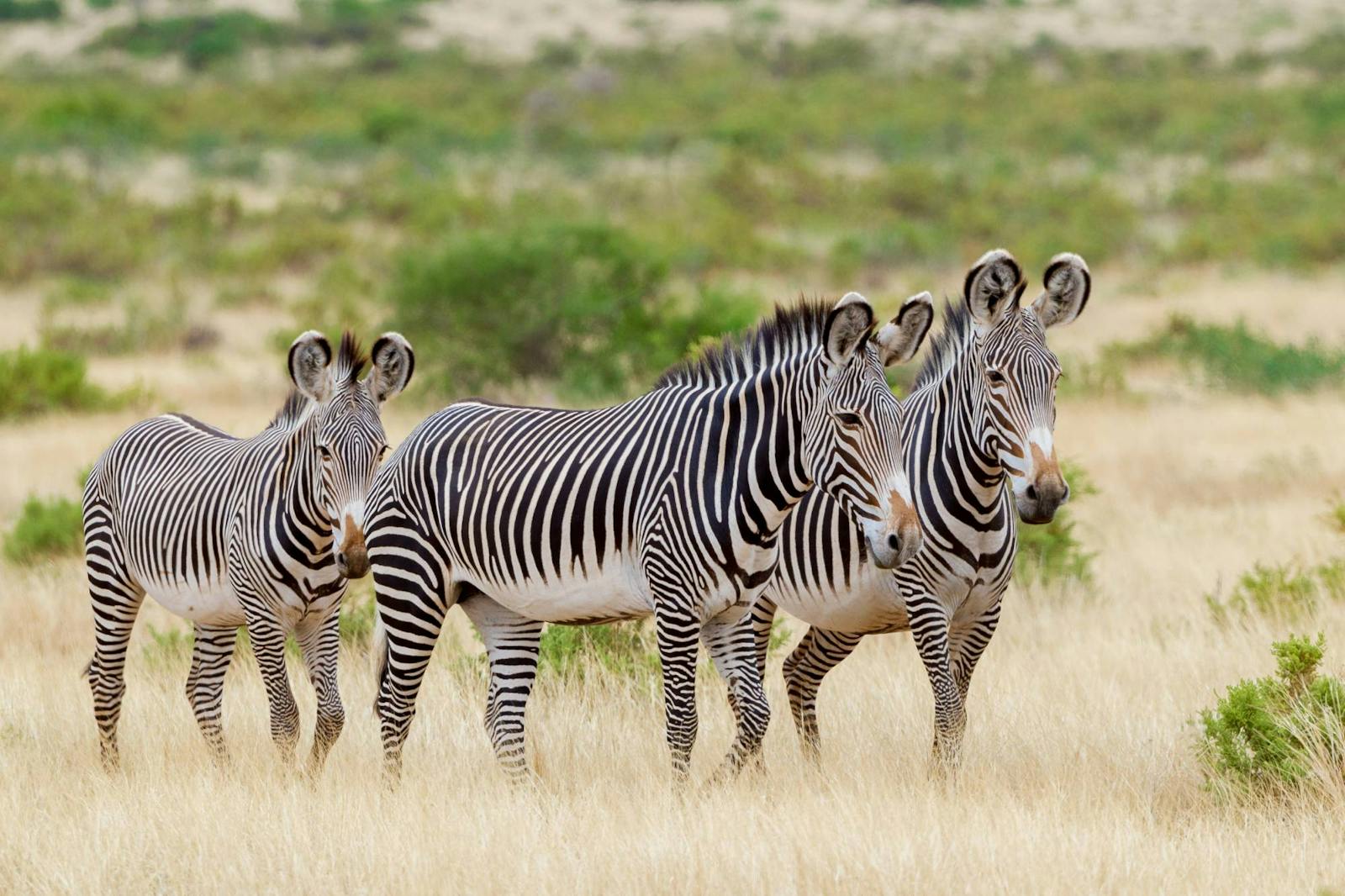 Grevy's Zebra Trust