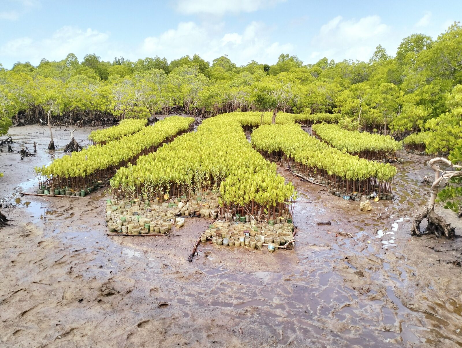 Seedlings are planted by hand during community-led reforestation events, often joined by local schools and conservation partners. Image Credit: CORDIOEA. Seedlings are planted by hand during community-led reforestation events, often joined by local schools and conservation partners. Image Credit: CORDIOEA.