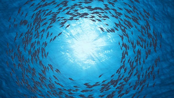 Sustainable Fisheries