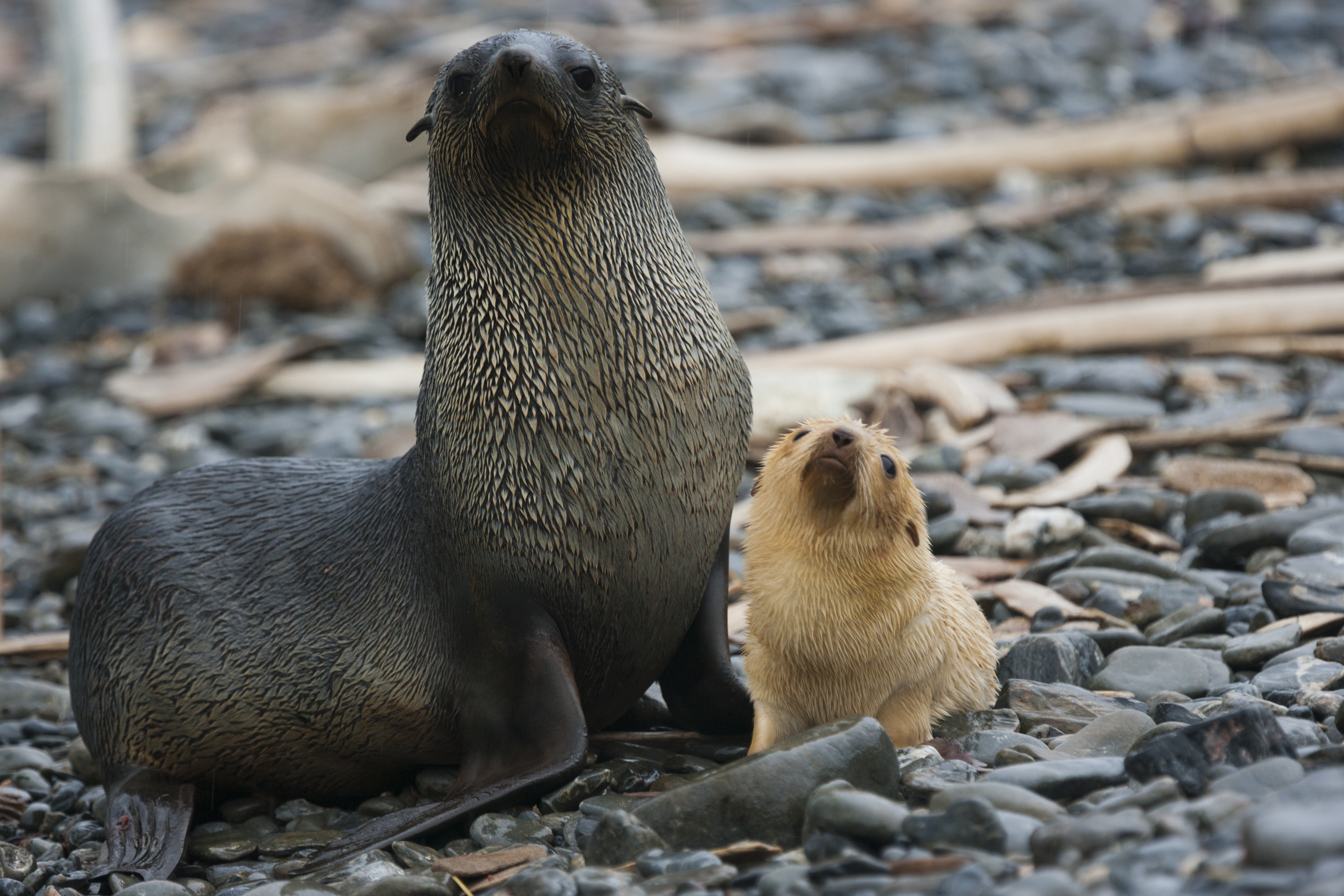 Adult female Antarctic fur seal with a white pup at her side on South Georgia Island. Image Credit: Mint_Images, Envato.