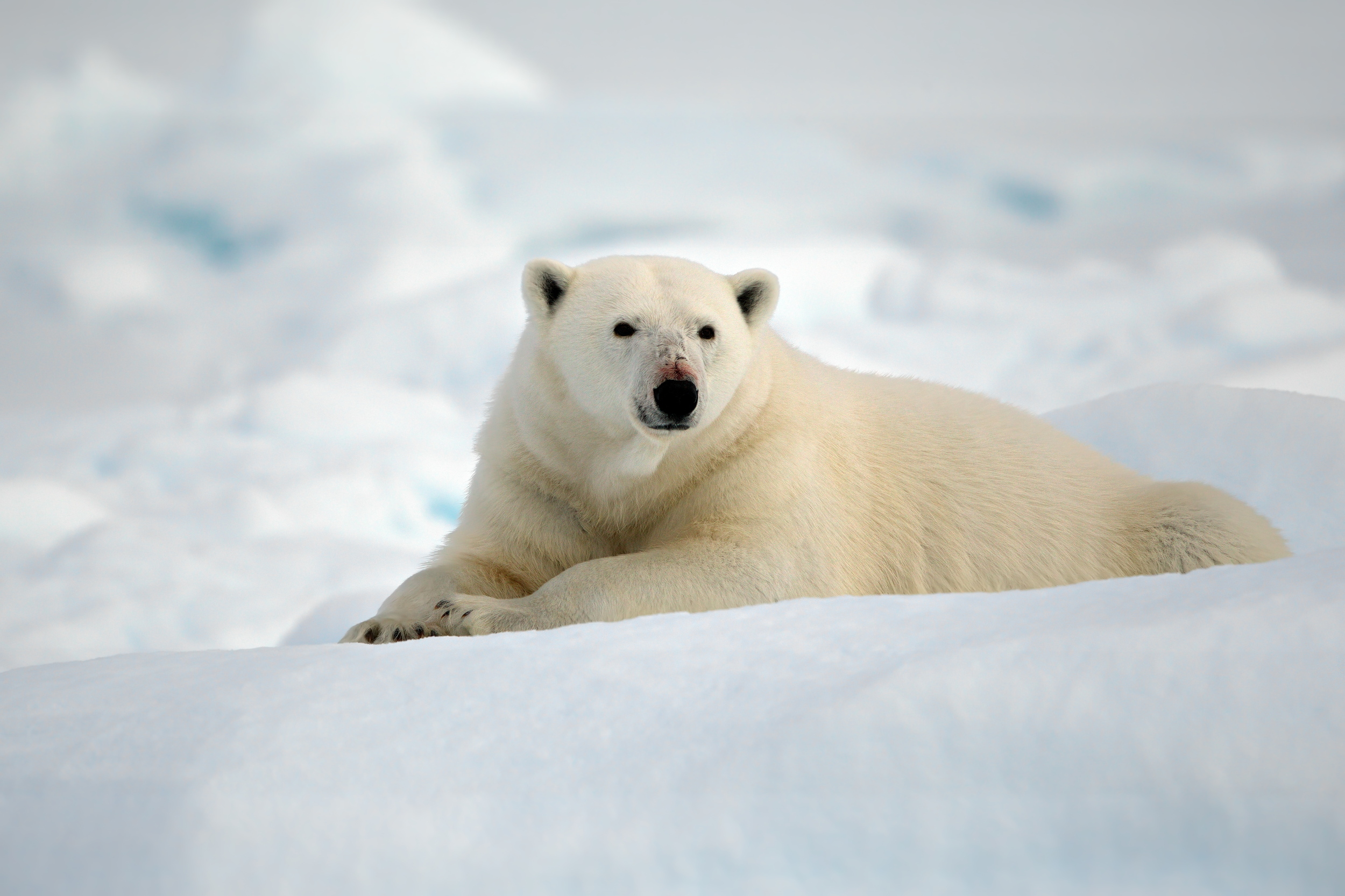A polar bear (Ursus maritimus) lying in the snow in his habitat on a cold winter day in Svalbard. Image Credit: Wirestock, Envato Elements. A polar bear (Ursus maritimus) lying in the snow in his habitat on a cold winter day in Svalbard. Image Credit: Wirestock, Envato Elements.