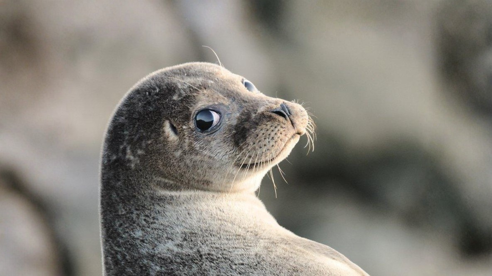 Caspian seal. Image Credit: Shukur Mammadaliyev, Azernews.