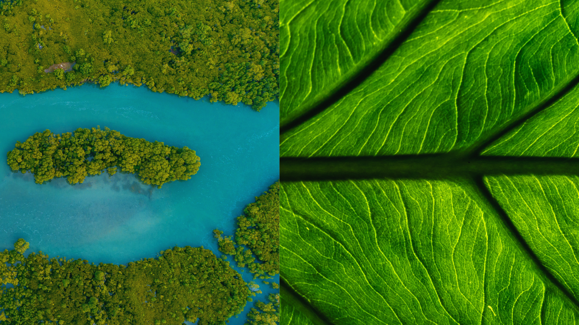 Mangrove swamp vs. alocasia leaf. Image Credit: Jacob Varghese, Canva.
