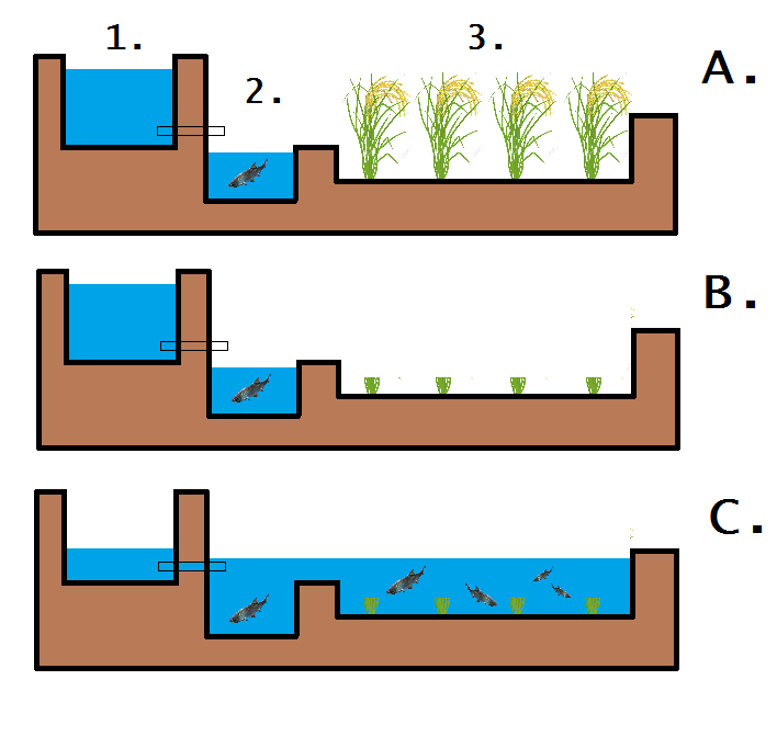 Design of a rice-fish system with channels. Design of a rice-fish system with channels. A: Before harvest B: After harvest C: Re-flooding