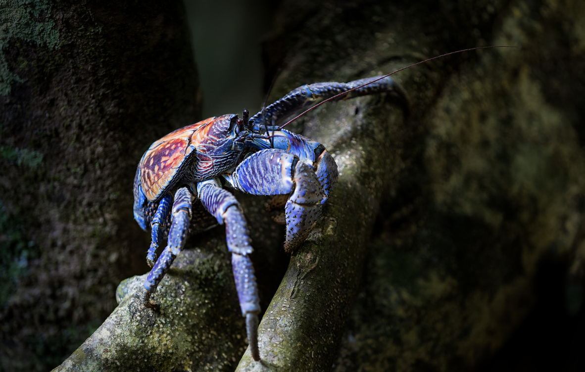 A coconut crab on Christmas Island with a vibrant blue hue. Image Credit: Maciek Gornisiewicz, Flickr. A coconut crab on Christmas Island with a vibrant blue hue. Image Credit: Maciek Gornisiewicz, Flickr.