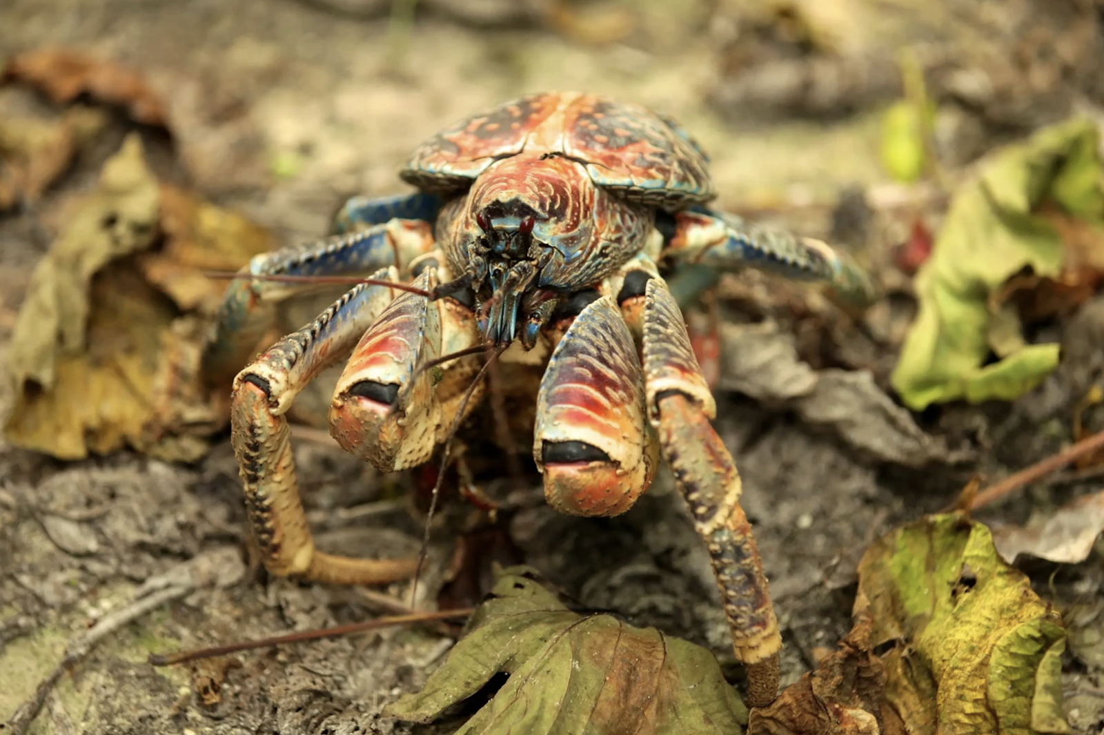 Coconut crabs are known as robber crabs or palm thieves on the island. Image Credit: DIAC Images, Animalia.bio. Coconut crabs are known as robber crabs or palm thieves on the island. Image Credit: DIAC Images, Animalia.bio.