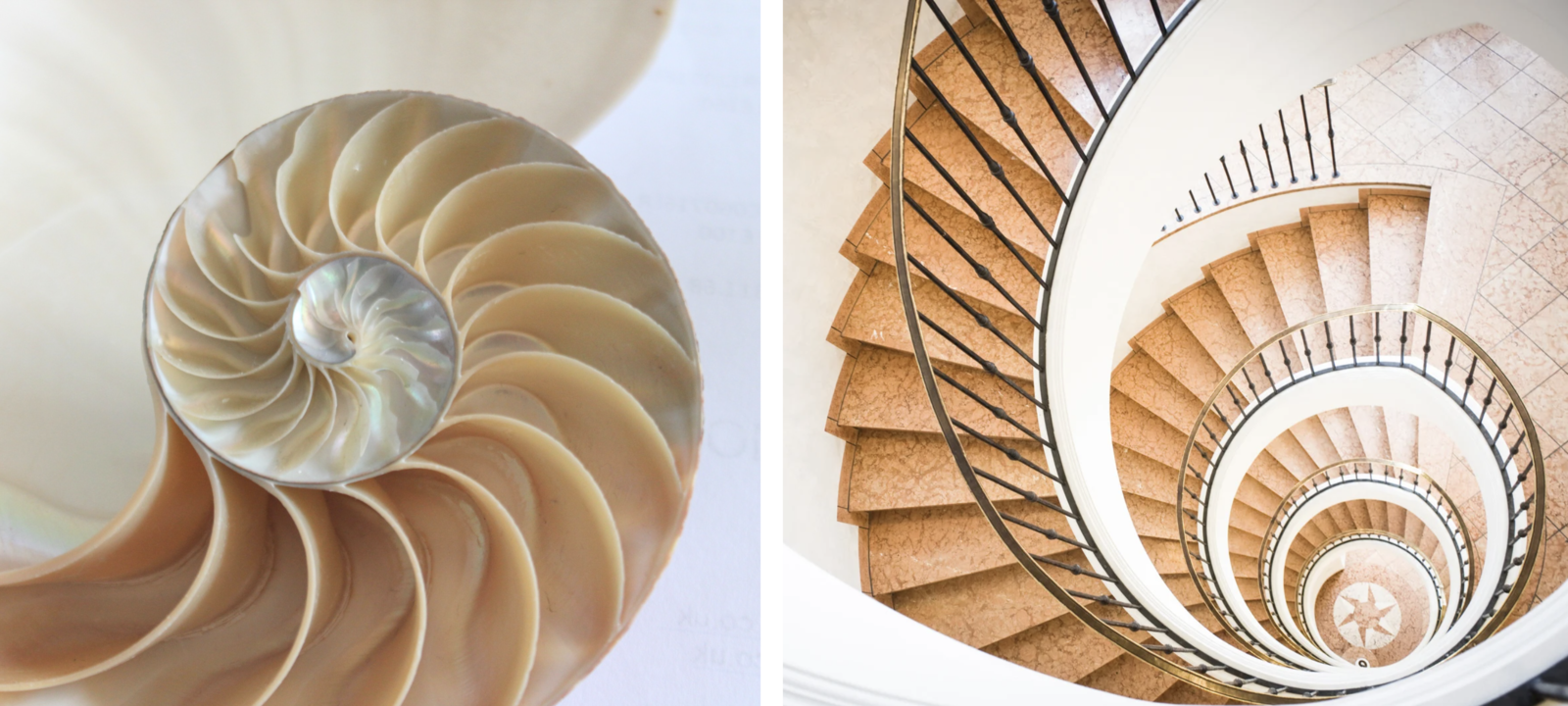 Nautilus shell vs. spiral staircase. Image Credit: Cheekylorns and FooTToo from Getty Images via Canva.