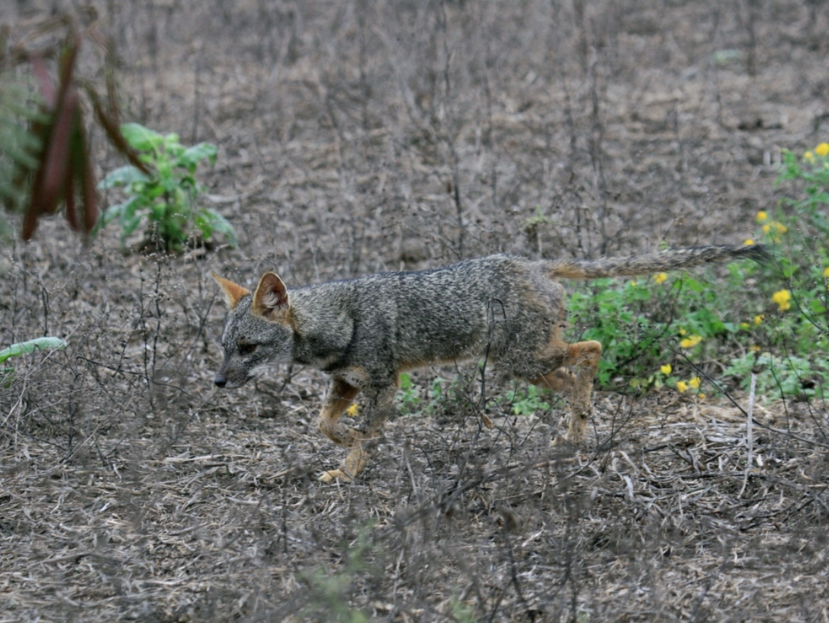 Blending seamlessly into the muted sands and scrub of the Sechura Desert, the Sechuran fox’s gray and cream coat acts as natural camouflage. Image Credit: © Upupamartin, iNaturalist. Blending seamlessly into the muted sands and scrub of the Sechura Desert, the Sechuran fox’s gray and cream coat acts as natural camouflage. Image Credit: © Upupamartin, iNaturalist.