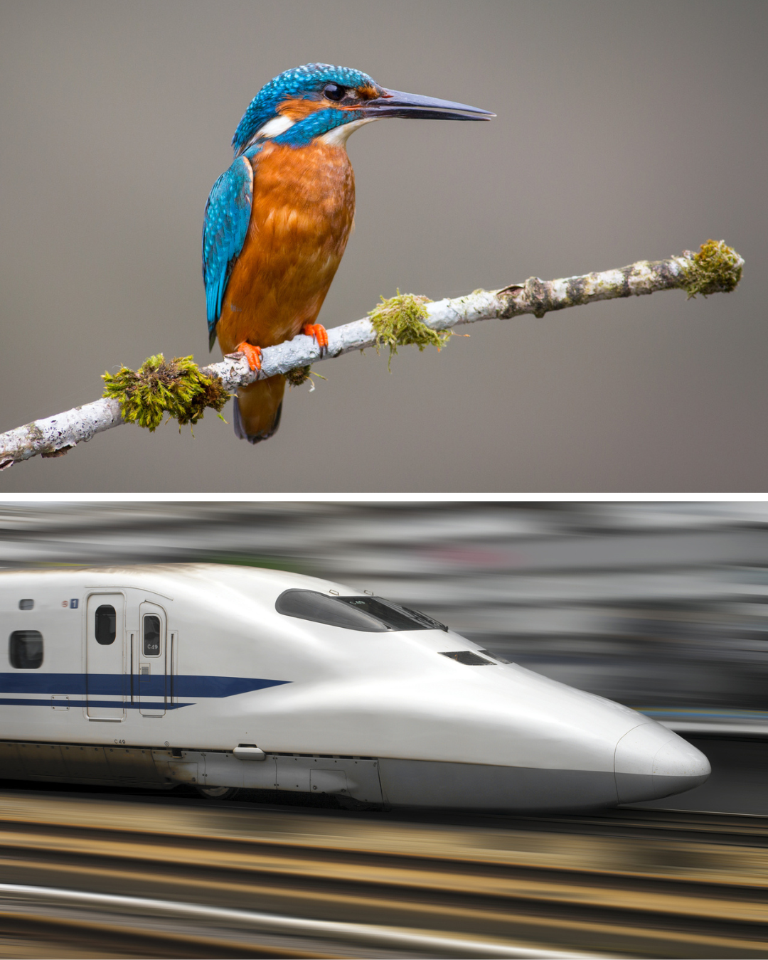 The Shinkansen bullet train design inspired by the kingfisher's beak. Image Credit: © Brett Critchley and © Steve Allen, Dreamstime.